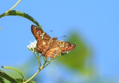 Myscelus amystis