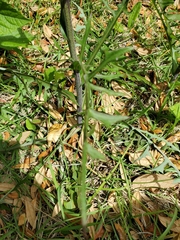 Lactuca graminifolia