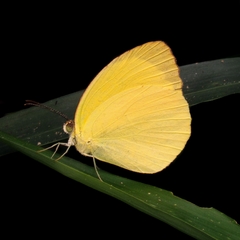 Pyrisitia leuce