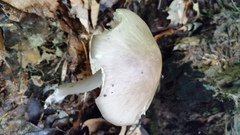 Amanita submaculata