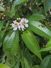 Miconia schlimii