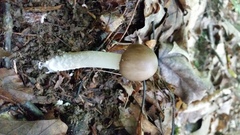 Amanita submaculata