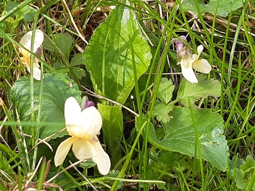 Viola odorata iNat (3)