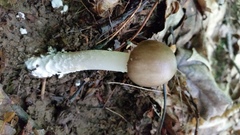 Amanita submaculata