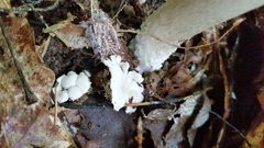 Amanita submaculata