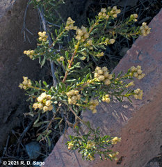 Baccharis linearis