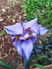 Trimezia coerulea
