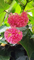 Dombeya wallichii