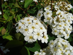 Spiraea cantoniensis