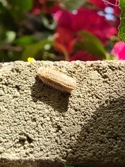 Iris oratoria