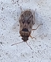 Hyalochilus ovatulus