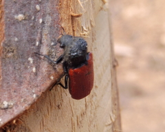 Bostrichus capucinus