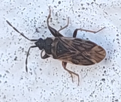 Taphropeltus nervosus