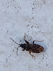 Taphropeltus nervosus