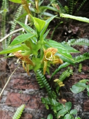 Columnea schiedeana