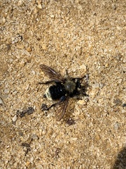 Laphria sackeni