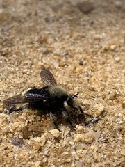 Laphria sackeni