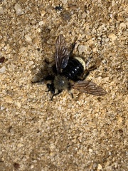 Laphria sackeni