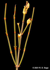 Ephedra chilensis
