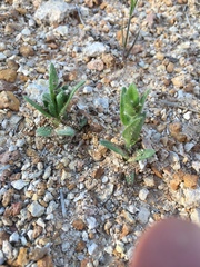 Plagiobothrys glomeratus