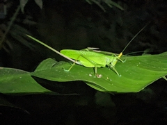 Copiphora cultricornis