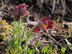 Pulsatilla rubra