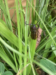 Solenoptera