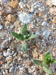 Plagiobothrys glomeratus