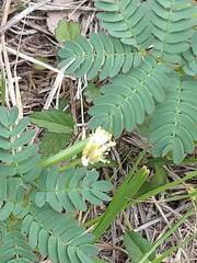 Desmanthus leptolobus