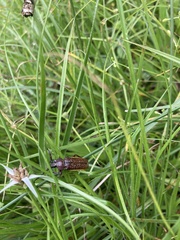 Solenoptera