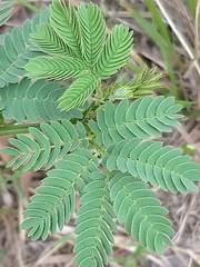 Desmanthus leptolobus