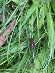 Solenoptera