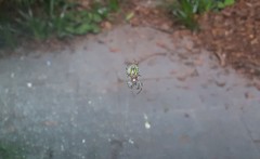 Alpaida alticeps