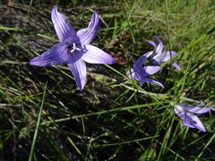 Campanula lusitanica