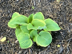 Hosta