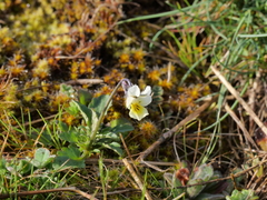 Viola arvensis arvensis