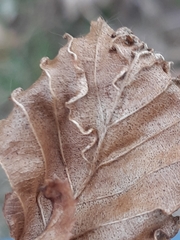 Aculops macrotrichus