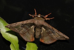 Prismosticta microprisma