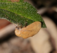 Spatulifimbria castaneiceps