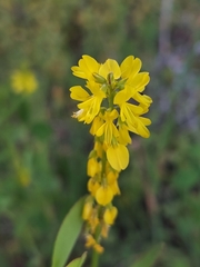 Melilotus segetalis