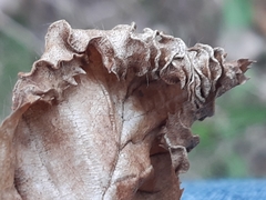 Aculops macrotrichus