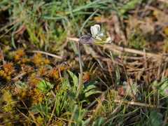 Viola arvensis arvensis