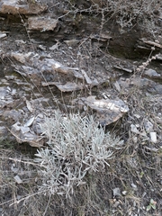 Lavandula lanata