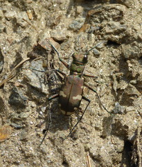 Cicindela sylvicola