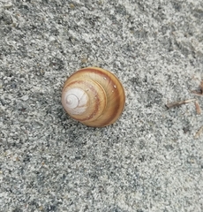 Gastropoda