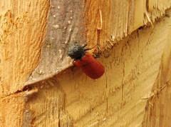 Bostrichus capucinus