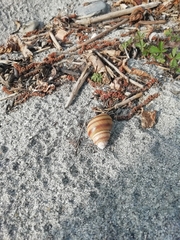 Gastropoda