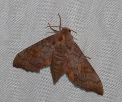 Cypoides chinensis