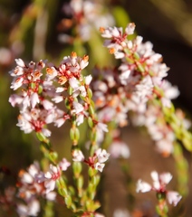 Erica articularis