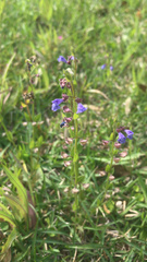 Scutellaria parvula